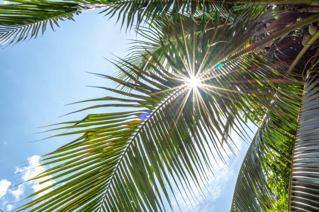 Vue soleil sous les cocotiers