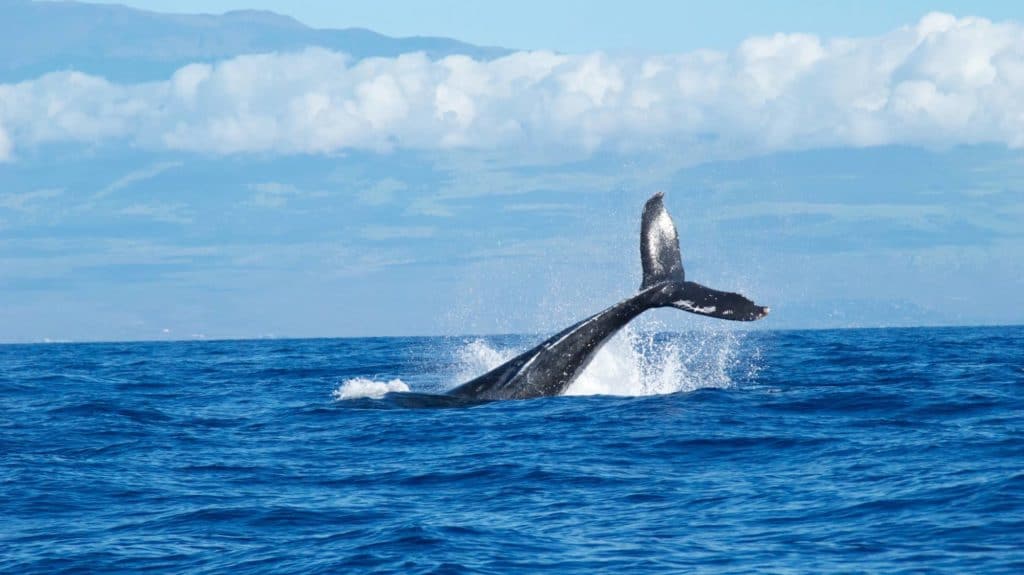 observer-baleines-ile-maurice